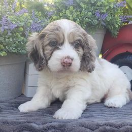 Cockapoo, Cocker Spaniel, and Goldendoodle Puppies from Robbin's Treasures