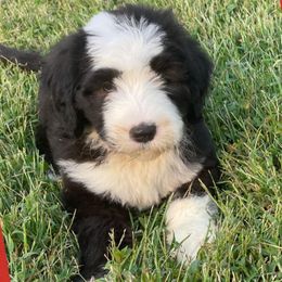 Bernedoodles, Goldendoodles, Old English Sheepdogs, Poodles, and Sheepadoodles from Funky Feather Farms
