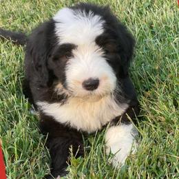 Bernedoodles, Goldendoodles, Old English Sheepdogs, Poodles, and Sheepadoodles from Funky Feather Farms