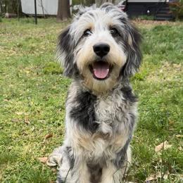 Aussiedoodles and Australian Shepherds from Australian Shepherds of 3/W Farms