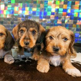 American Corgi, Dachshund, and Pembroke Welsh Corgi Puppies from Shining A Lowriders & Co.