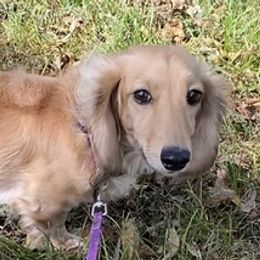 Dachshunds from The Dach Box