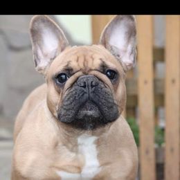 Milly - French Bulldog