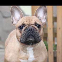 Milly - French Bulldog