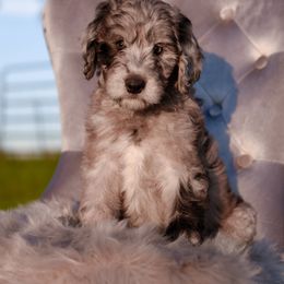 Bordoodle Puppies from 2J 2K Bordoodles