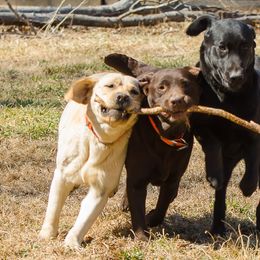 Labrador Retrievers from Chilbrook Kennels LLC
