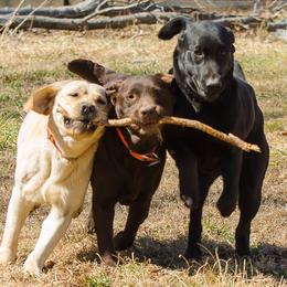 Labrador Retrievers from Chilbrook Kennels LLC