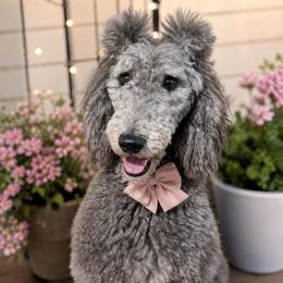 Athena - Silver female Poodle puppy in Spring Hills, Florida from The Olympus Standard Poodle