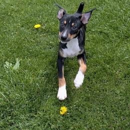 Cloudy - Black tan and white male Rat Terrier puppy in Caldwell, Ohio from Forest Grove Rat Terriers
