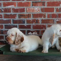 Clumber Spaniel Puppies from Rainsway Clumber Spaniels