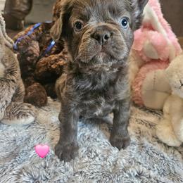 Emily - Black and white female French Bulldog puppy in Bend, Oregon from High Lakes Frenchies