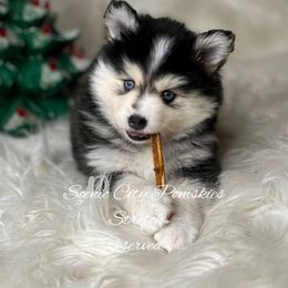 Uncle Stretch - Black and white male Pomsky puppy in Rossville, Georgia from Scenic City Pomskies