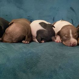 American Hairless Terrier Puppies from OakSahara