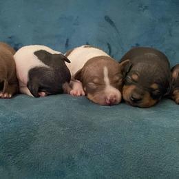 American Hairless Terrier Puppies from OakSahara