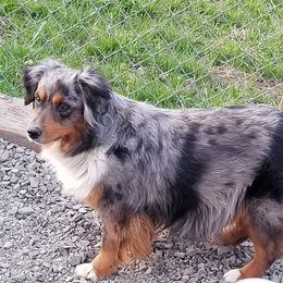 Betty - Miniature Australian Shepherd