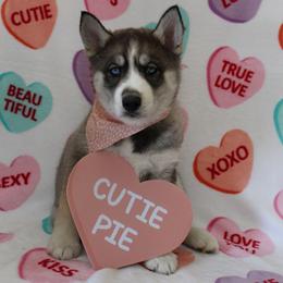 Orange - Agouti and white female Siberian Husky puppy in York, Pennsylvania from Spalla Pups