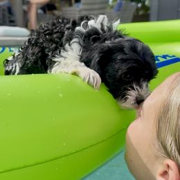 Oliver - Black and white male Cavapoo puppy in Draper, Utah from Cavachon Love Chocolate Cavaliers, Cavaliers, Cavachon’s, Cavapoos