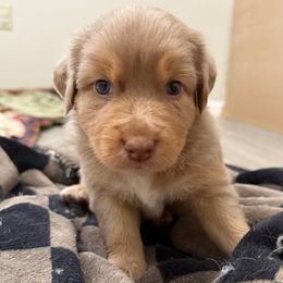 Flash - Red merle male Australian Shepherd puppy in East Hartford, Connecticut from CT Aussies