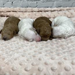 Moose - Red  male Goldendoodle puppy in Millersburg, Ohio from Ohio Puppy Paws