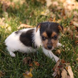 Mitchell - Tri-color male Jack Russell Terrier puppy in West Bend, Iowa from Blue Skies Terriers