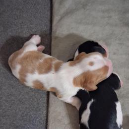Ely - Blenheim male Cavalier King Charles Spaniel puppy in West Plains, Missouri from God's Designs Cavaliers