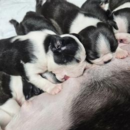 Boston Terrier and Doberman Pinscher Puppies from Diamonds In The Ruff Boston Terriers & Dobermans