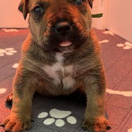 Boerboel Puppies from Southern Pride Boerboels
