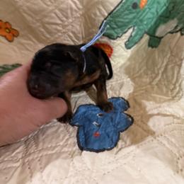 Blue - Black and red male German Shepherd puppy in Hillsboro, Indiana from Salty Raccoon Ranch German Shepherds
