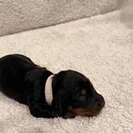 Dachshund Puppies from KhloeKPuppies