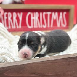 Kringle - 1500 - Black and tan male Pembroke Welsh Corgi puppy in Rozet, Wyoming from Hayday Ranch Corgis