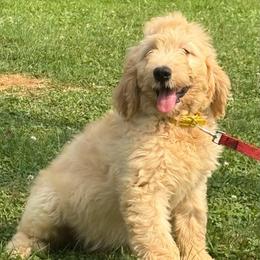 John - male Goldendoodle puppy in Grant County, Indiana from On The Sunny Side Pavey Farms