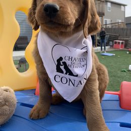 Golden Retriever Puppies from Charmed Golden Retrievers