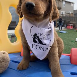 Golden Retriever Puppies from Charmed Golden Retrievers