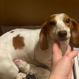 Dachshunds from Mary Jo Diaz