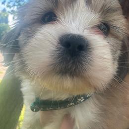 Finn AKC boy 5 dark green-collar - Red gold male Lhasa Apso puppy in Chico, California from Lhasa Apsos of northern Ca . Biewer terriers of northern California