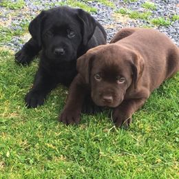 Labrador Retriever Puppies from Rocky Creek Labs