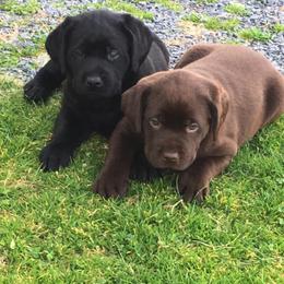 Labrador Retriever Puppies from Rocky Creek Labs