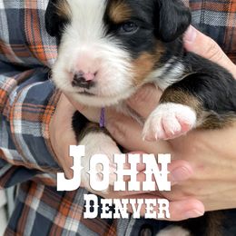 Bernese Mountain Dog Puppies from Faith and Family Farm