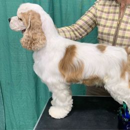 Dodget - Cocker Spaniel