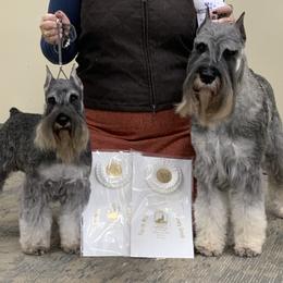 Cane Corso and Miniature Schnauzers from Ernhart & Oblivion
