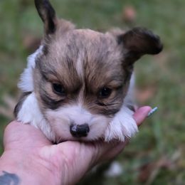 Boy 1 - Sable male Pembroke Welsh Corgi puppy in Tallahassee, Florida from Koko's Korgis