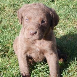 Chesapeake Bay Retrievers from North River Chesapeakes