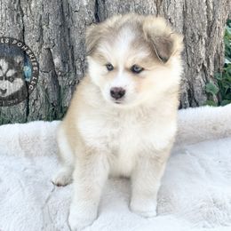 Pomsky Puppies from Lake in the hills Pomskies