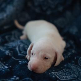 Tom - Cream male Dachshund puppy in Indiantown, Florida from Turquoise River Minature Dachshunds