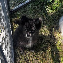 Tiny - Black female Pomeranian puppy in Harrisonville, Missouri from Cindy's Pomeranians