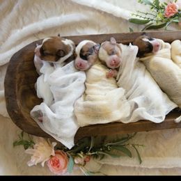 Pembroke Welsh Corgi puppies from Corgi Pie