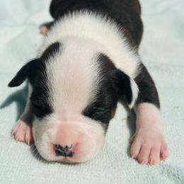 Lena - Red brindle female American Staffordshire Terrier puppy in Guilford County, North Carolina from Explicit Kennel