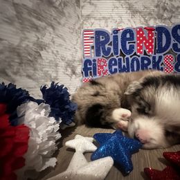 Miniature Australian Shepherd and Toy Australian Shepherd Puppies from Cherry Grove Kennel