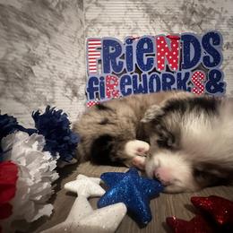 Miniature Australian Shepherd and Toy Australian Shepherd Puppies from Cherry Grove Kennel