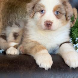 Twister-has tail-many videos - Red merle male Australian Shepherd puppy in Troy, South Carolina from Australian Shepherds of 3/W Farms